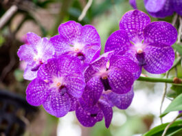Espiga de flores de Phalaenopsis