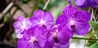 Espiga de flores de Phalaenopsis