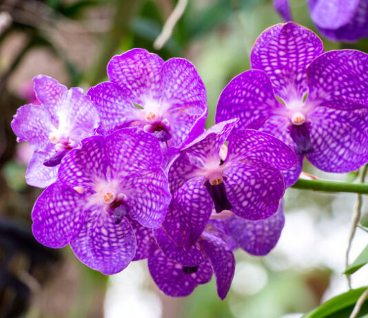 Espiga de flores de Phalaenopsis