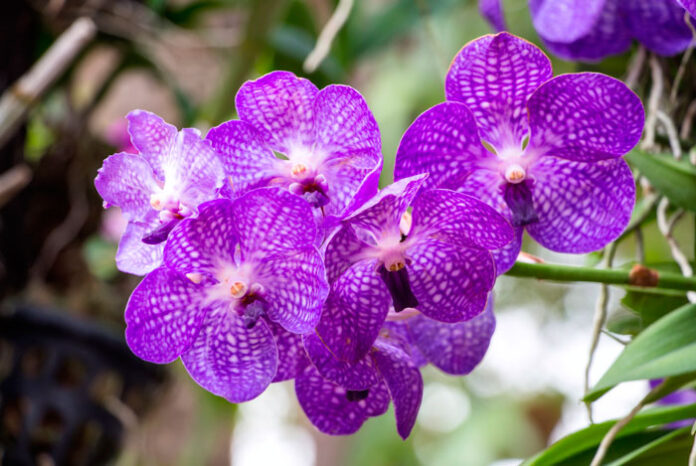 Espiga de flores de Phalaenopsis