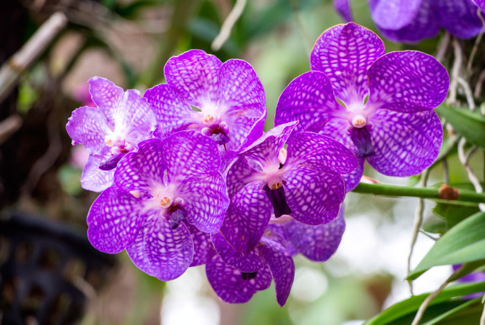 Sustrato para orquídeas