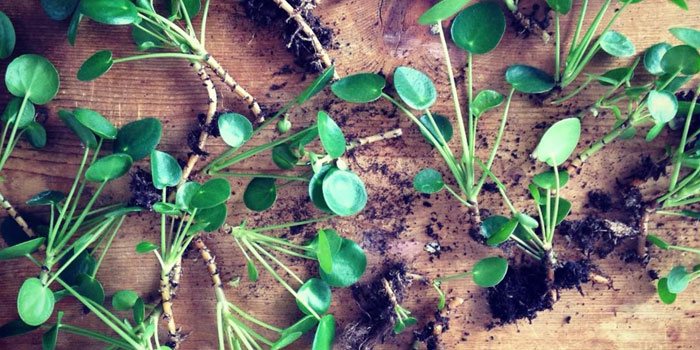 Pilea peperomioides