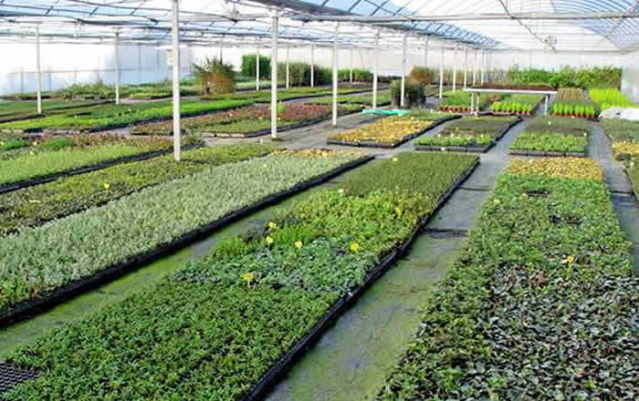 esquejes de plantas ornamentales-2