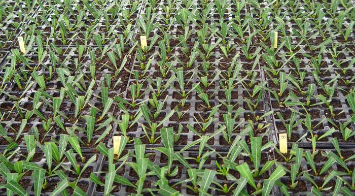 Cultivo del Nerium oleander