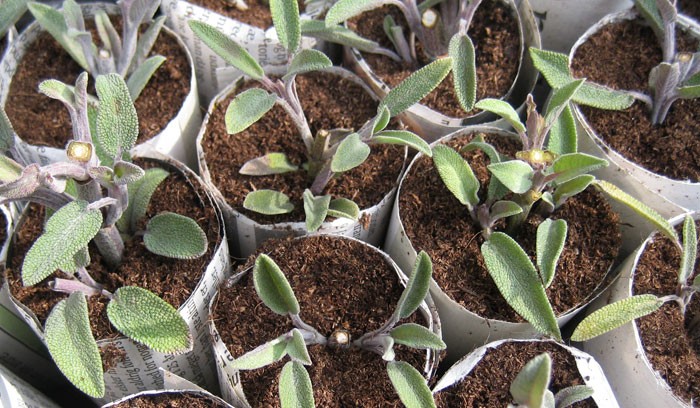 Esquejes de Salvia officinalis