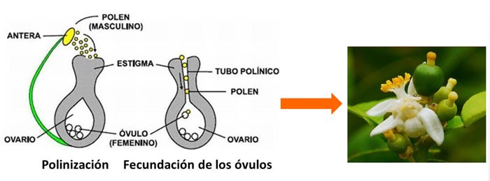 En qué consiste el cuajado y desarrollo del fruto