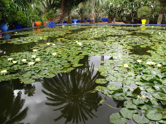 Estanque en el Jardin Majorelle de Marrakech