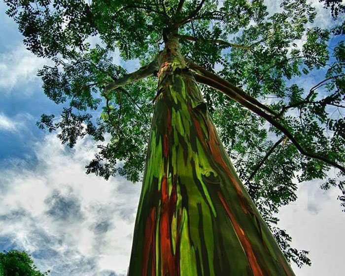 Eucalyptus deglupta