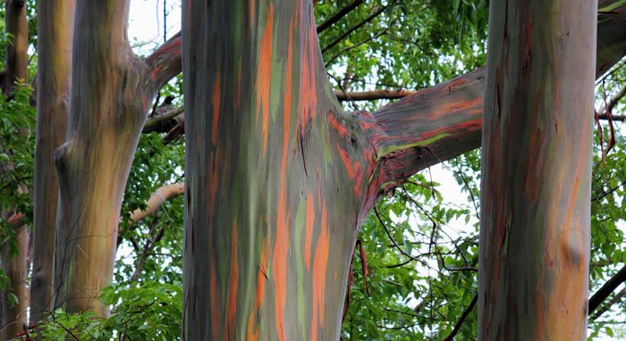 Eucalyptus deglupta