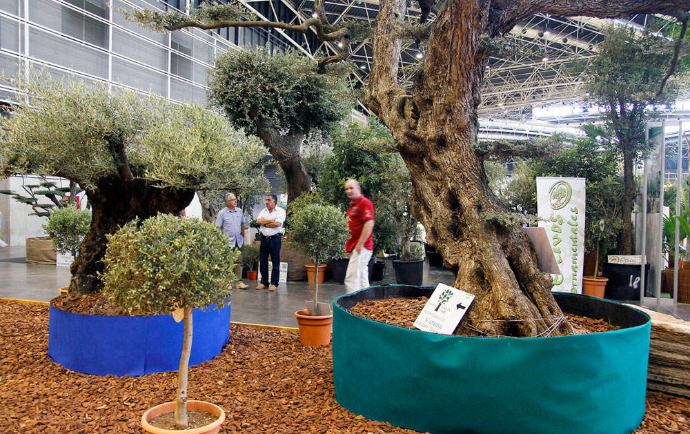 Exposición de olivos