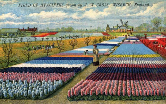 Exposición de la historia de la flor cortada