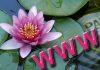 PicaFoto con las Flores y Plantas