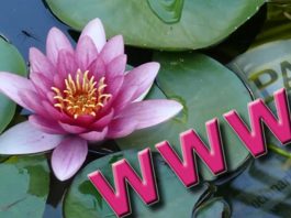 PicaFoto con las Flores y Plantas