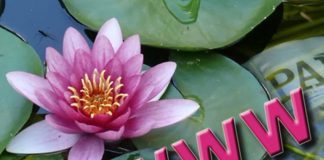 PicaFoto con las Flores y Plantas