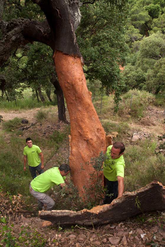 Extracción de corcho