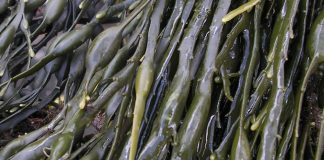 Extractos de algas en la agricultura