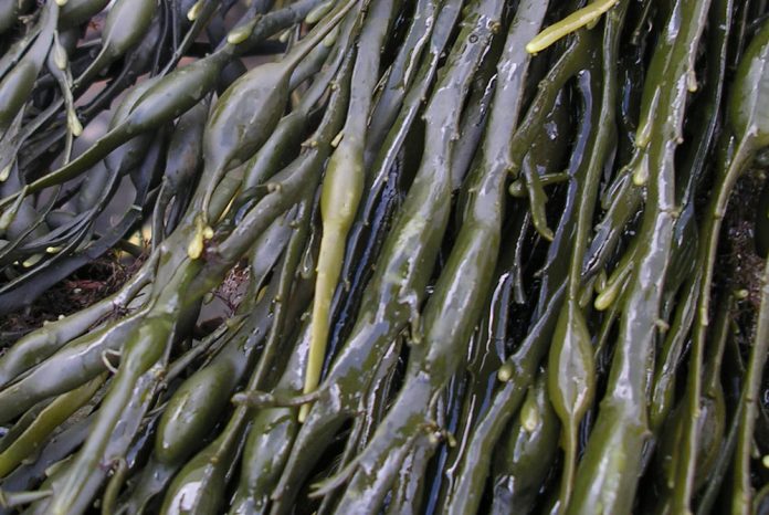 Extractos de algas en la agricultura