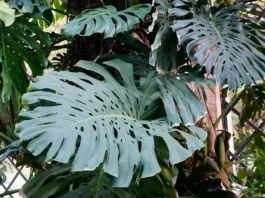 Fenestraciones en hojas de Monstera deliciosa