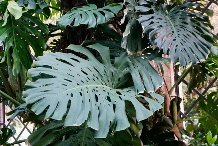 Fenestraciones en hojas de Monstera deliciosa Fenestraciones en hojas de Monstera deliciosa