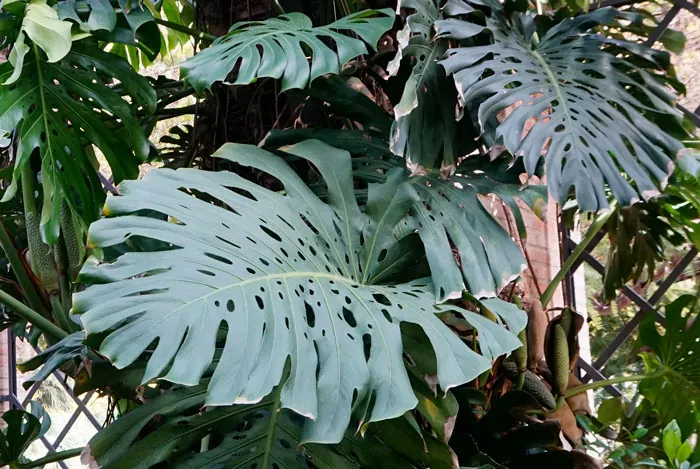 Fenestraciones en hojas de Monstera deliciosa