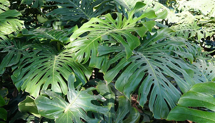 Fenestraciones en hojas grandes de Monstera deliciosa Fenestraciones en hojas grandes de Monstera deliciosa