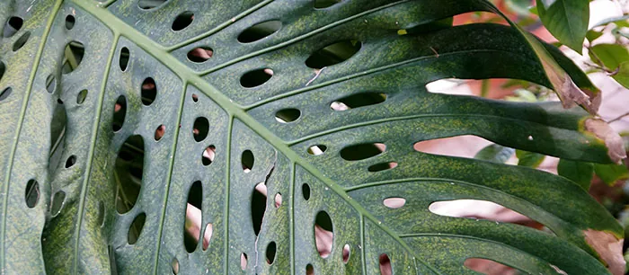 Fenestraciones en Monstera deliciosa Fenestraciones en Monstera deliciosa