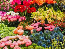 Flower & Garden Attraction