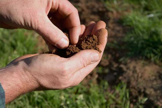 Fertilización de plantas hortícolas