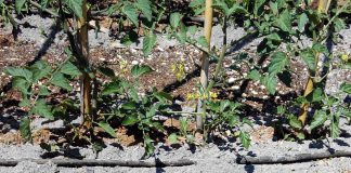 Fertilizante a base de cenizas