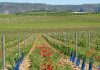 Industrias de fertilizantes para una agricultura ecológica