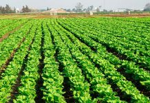 Fertilizantes para lechugas
