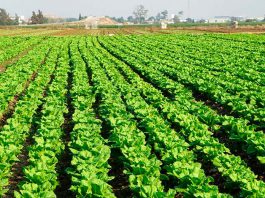 Fertilizantes para lechugas