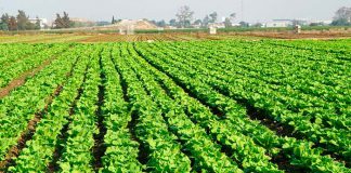 Fertilizantes para lechugas