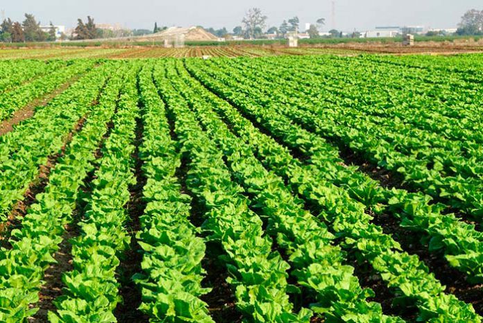 Fertilizantes para lechugas