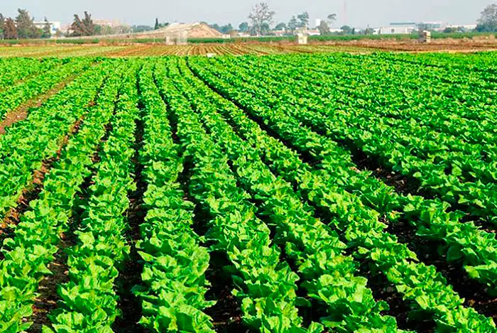 Fertilizantes para lechugas