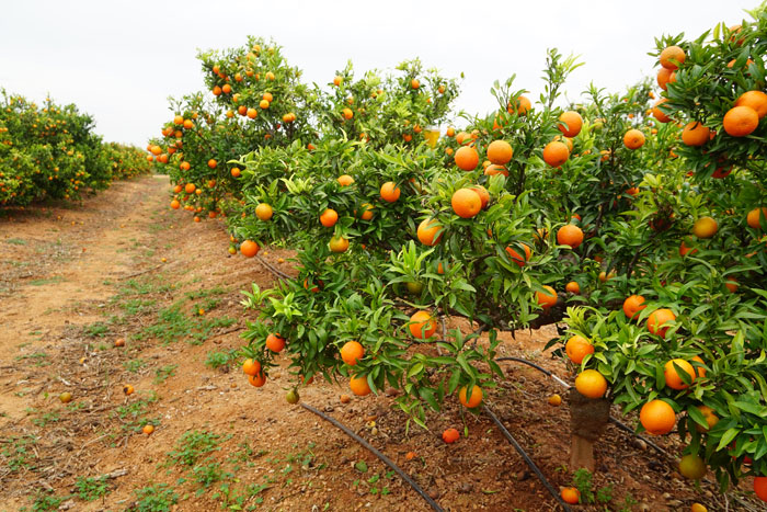 Fertilizantes para naranjos