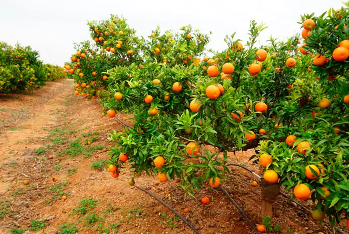 Fertilizantes para naranjos