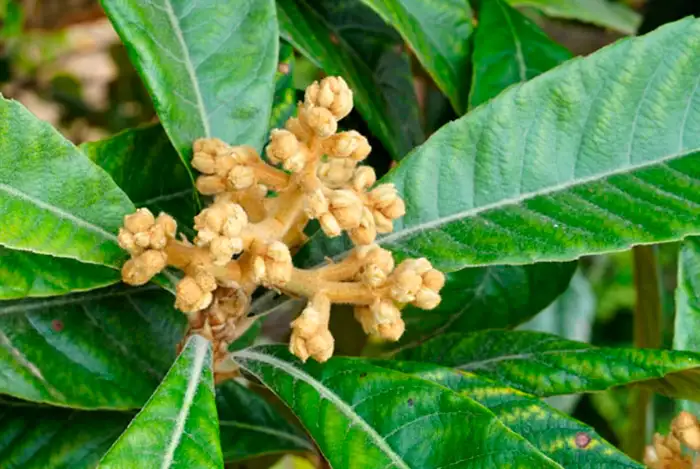 Fertilizantes para nísperos