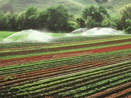 Fertilizantes para plantas