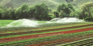 Fertilizantes para plantas