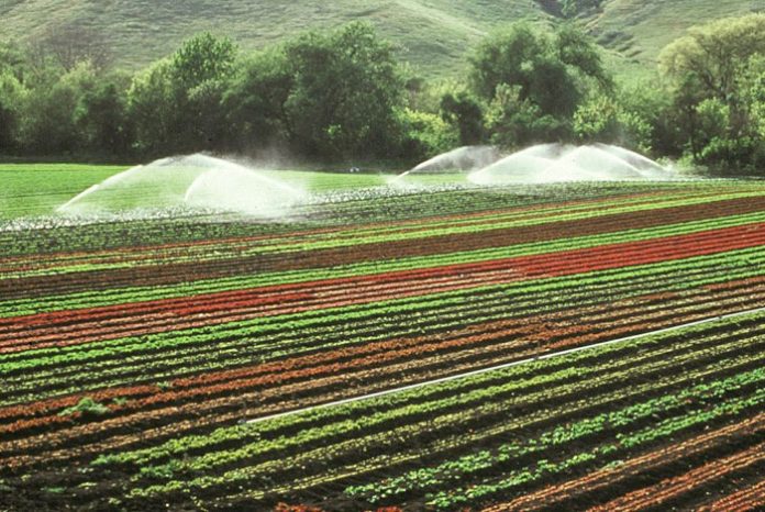 Fertilizantes para plantas