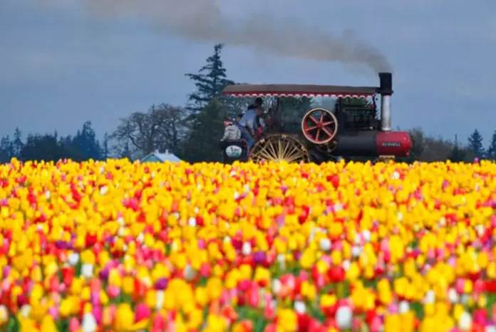 Festival de Tulipanes en Woodburn