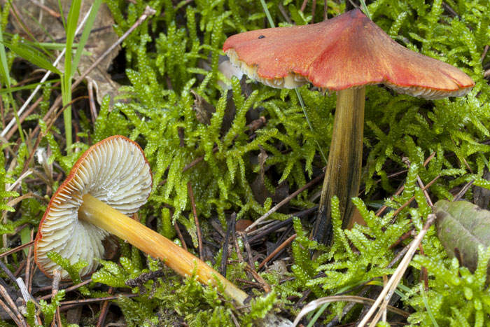 Fhygrocybe conica