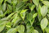 Ficus benjamina