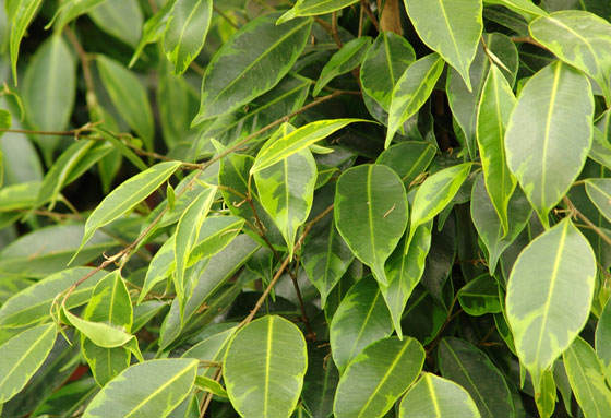 Plantas de Ficus benjamina