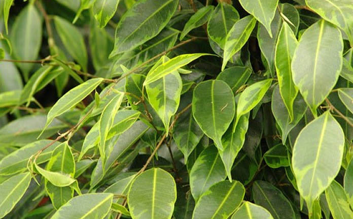 ficus benjamina