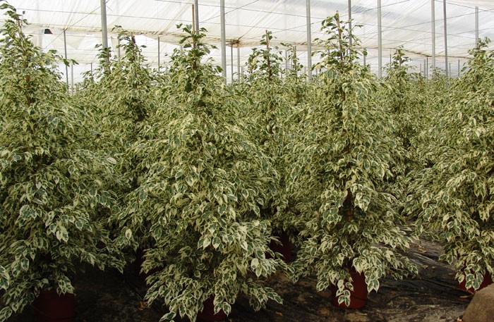 Ficus benjamina