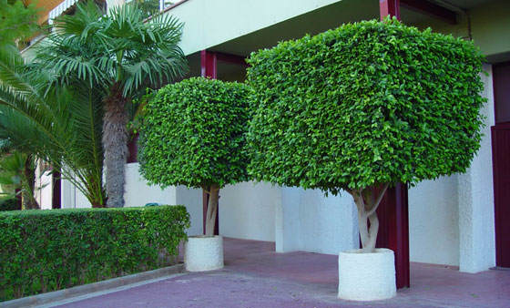 Plantas de Ficus benjamina en el jardín | Revista de Flores, Plantas, Jardinería, Paisajismo y Medio ambiente Plantas de Ficus benjamina en el jardín | Revista de Flores, Plantas, Jardinería, Paisajismo y Medio ambiente
