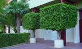 ficus benjamina