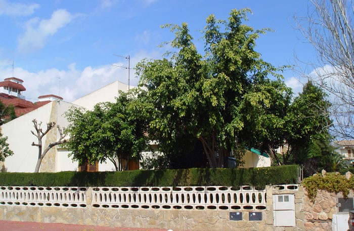 Ficus benjamina